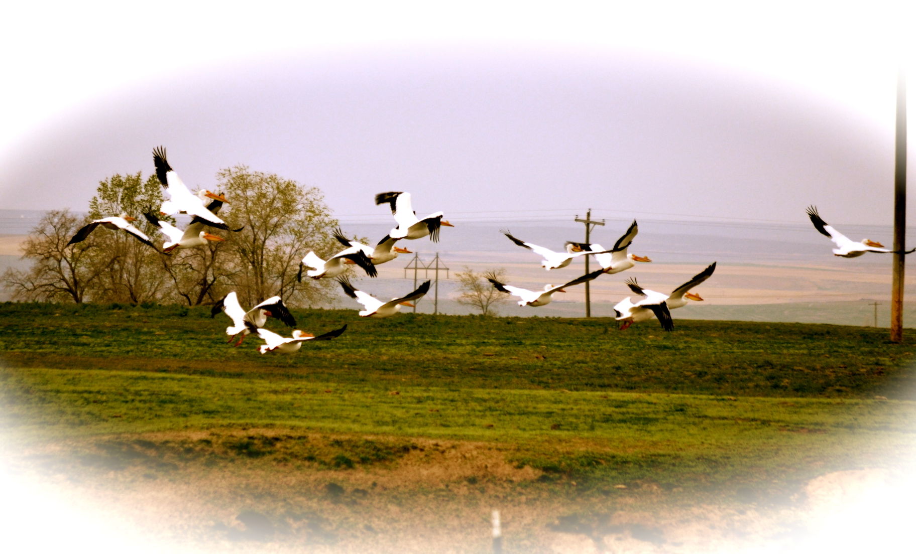 Pelicans